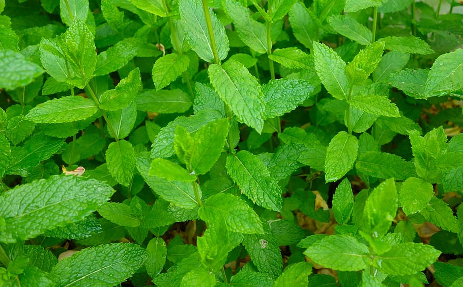 green leaf plant, mint, peppermint, plant, leaves, herbs, aroma, nature, green, green mint