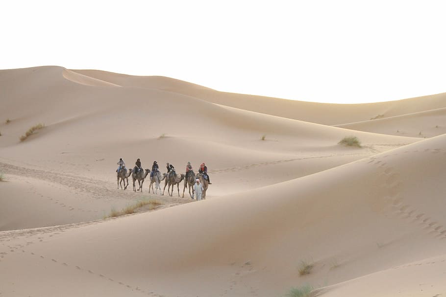 Deserto, sahara, marroquino, areia, clima árido, paisagem, ao ar livre, só adultos, duna de areia, paisagens - natureza