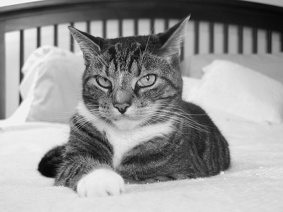 fotografía en escala de grises, gato, sentado, colchón de cama, gato en la cama, cama, lindo, mascota, animal, nacional