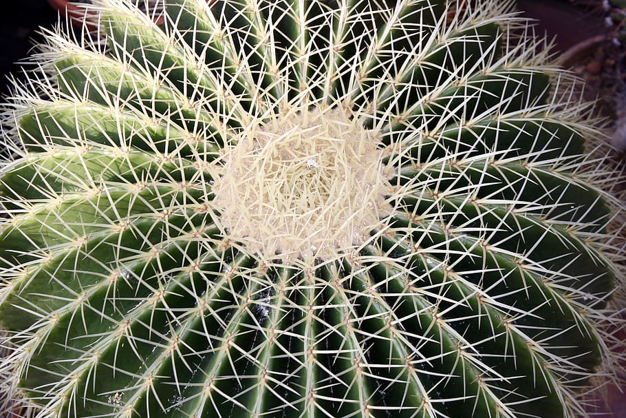 cactus, botanical garden, kiel, mecklenburg, succulent plant, plant, barrel cactus, growth, thorn, close-up