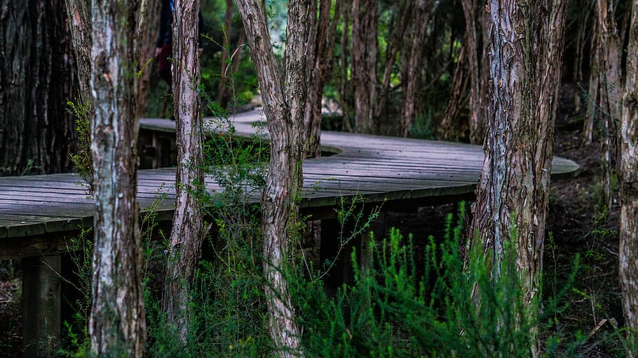 ground road, surrounded, trees, boardwalk, twist, curved, wood, landscape, wilderness, scenery