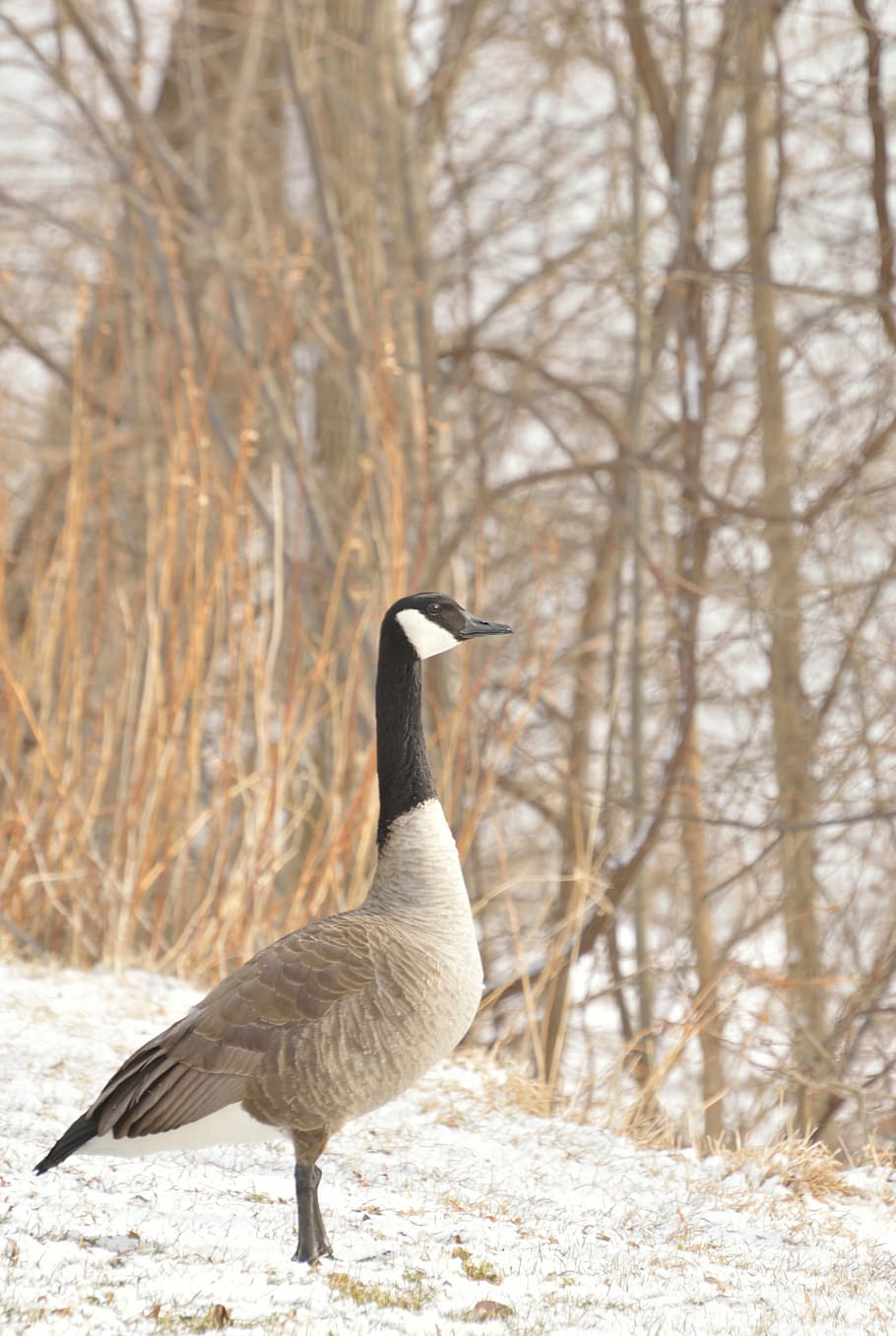 canada goose, niagara river, winter, snow, bird, wildlife, animal wildlife, animals in the wild, animal themes, animal