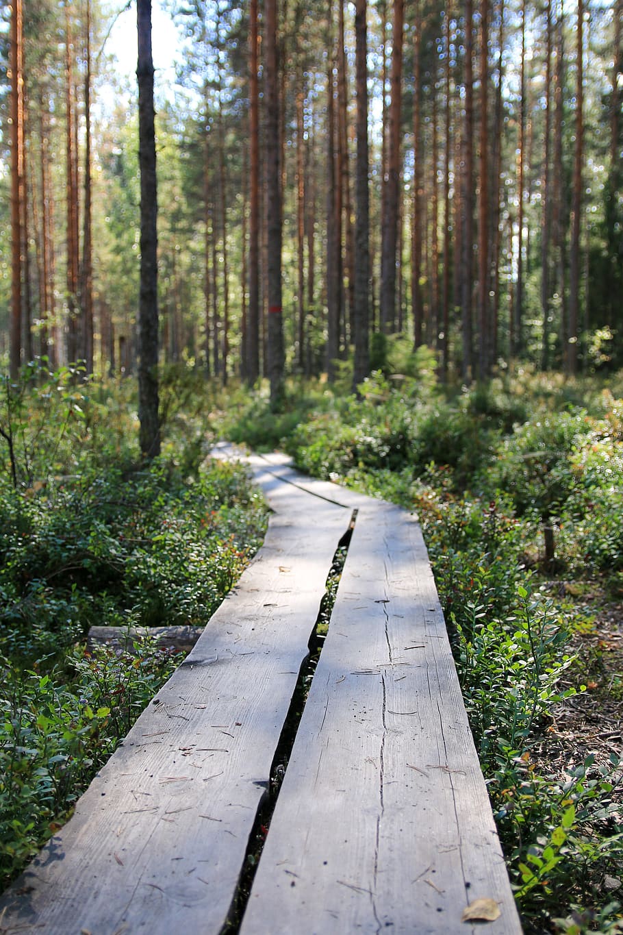 duckboard, summer, hiking, forest, nature, tree, outdoor, pine, step, finnish
