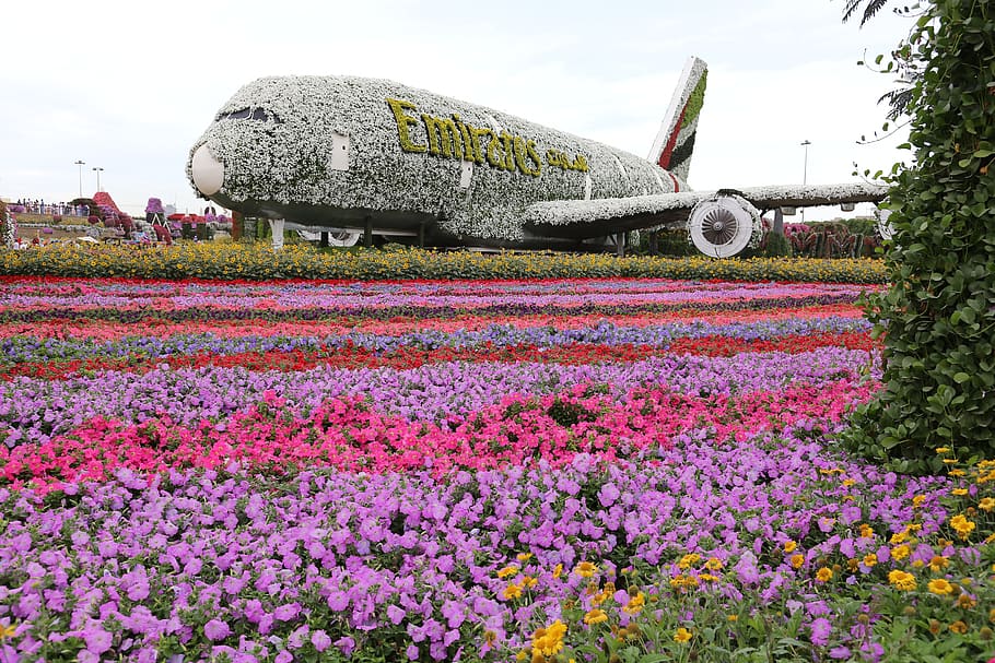 miracle garden, miracle garden dubai, dubai, garden, nature, flowers, spring, pink, summer, roses