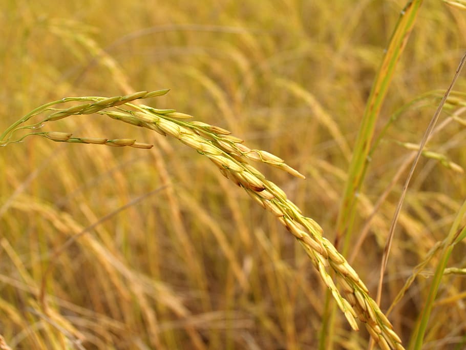foto de close-up de grão de arroz, agricultura, Ásia, botânica, outono, cereais, colheita, jantar, seco, cultura do leste asiático