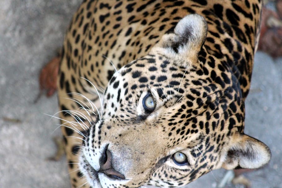 fotografia de close-up, bronzeado, preto, leopardo, Jaguar, Panthera Onca, Predatório, Gato, gato predador, gato selvagem