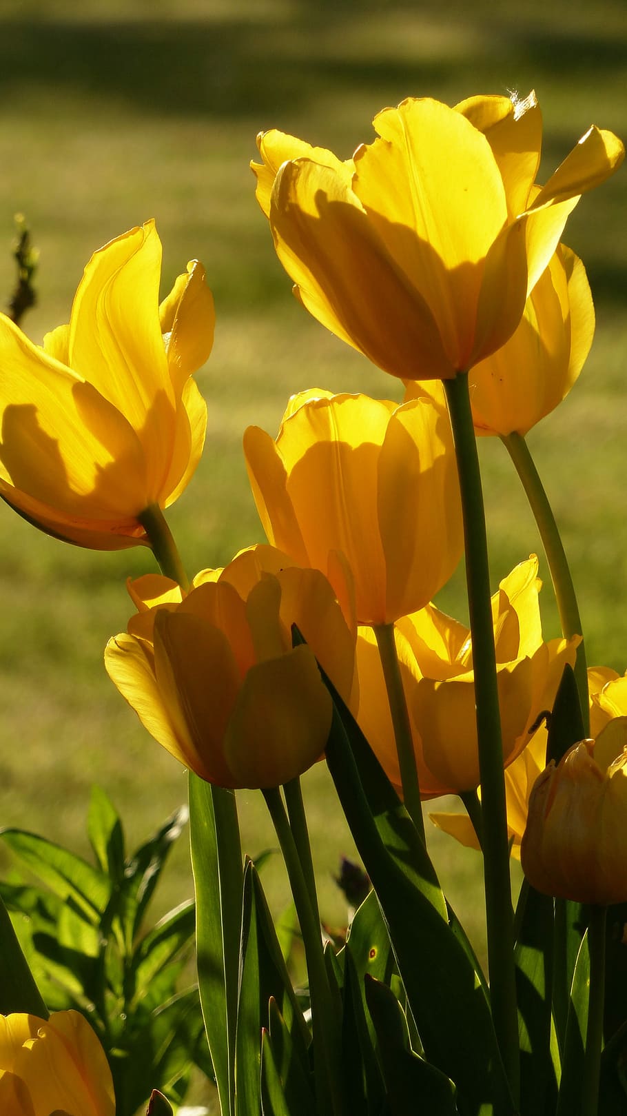 tulipas, buquê de tulipa, amarelo, primavera, flor de primavera, natureza, flor, tulipas amarelas, tulipa, flores