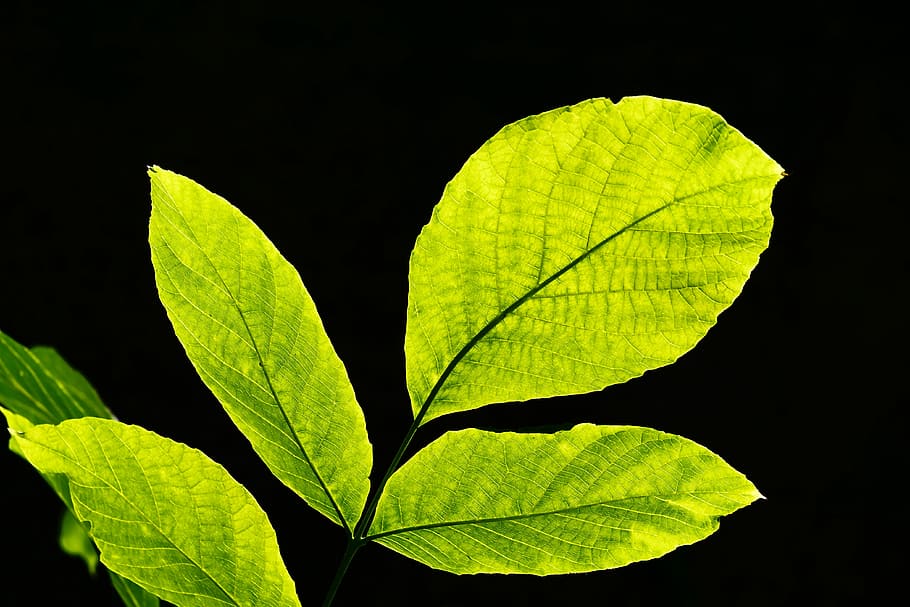 green leaf, leaves, back light, nature, leaf, bright, sun, light green, fresh, branch