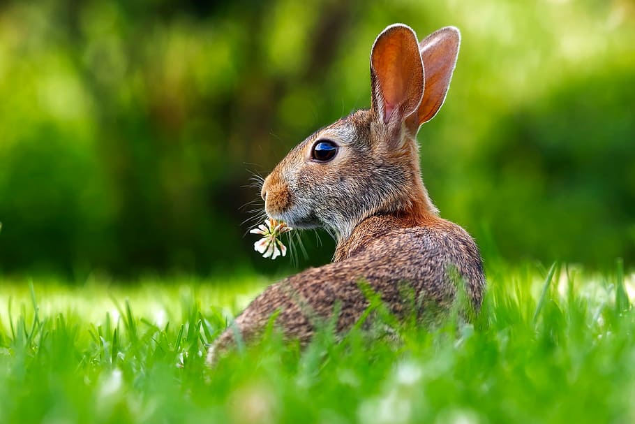 茶色, ウサギ, 芝生, フォーカス写真, 野ウサギ, 動物, かわいい, 愛らしい, 草, 自然