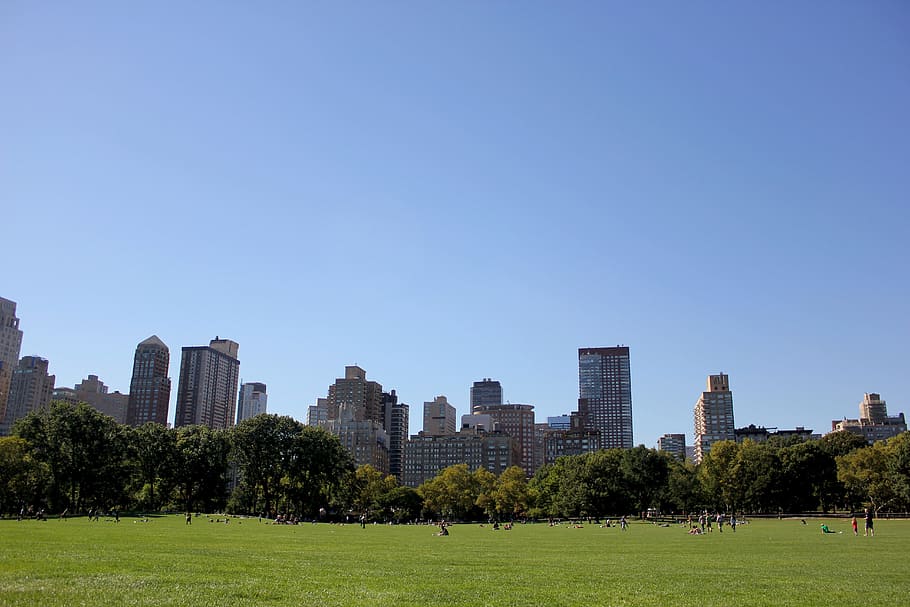 green, lawn, daytime, Central Park, New York, Travel, park, city, spot, newyork
