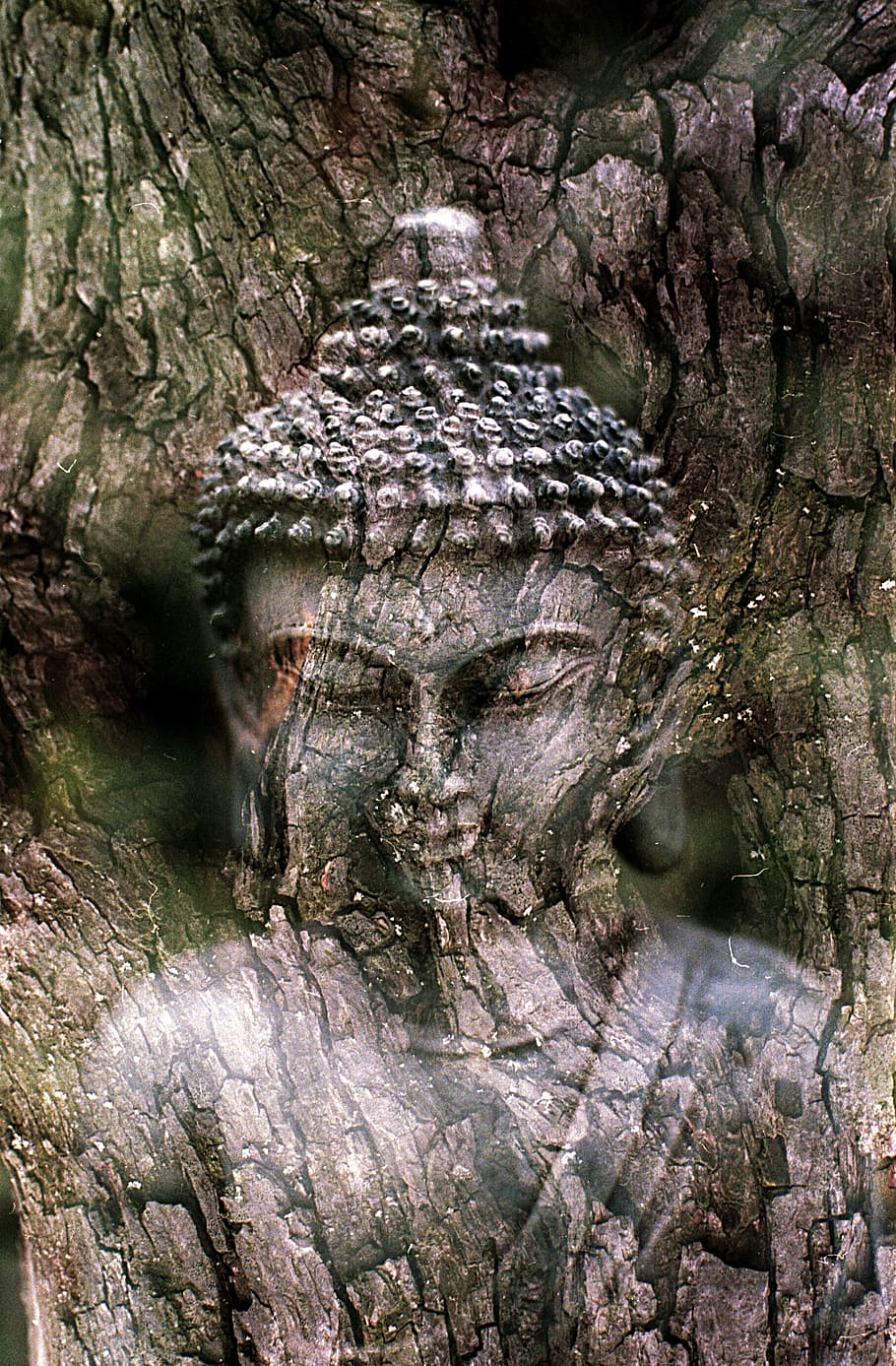 foto, Gautama Buda tronco de árvore, Buda, meditação, estátua, religião, espiritual, budismo, religioso, budista