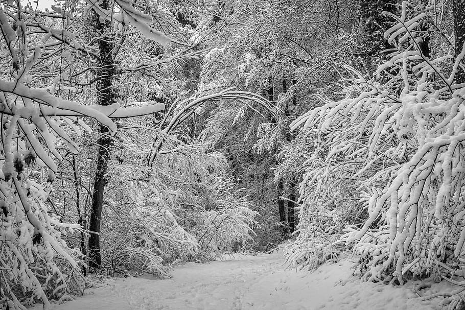 invierno, bosque, claro, nieve, naturaleza, árboles, paisaje de nieve, magia de invierno, escarcha, invernal