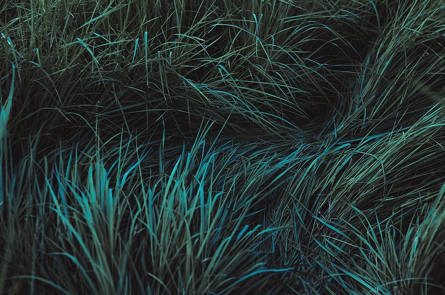 green grass, black, cyan, grass, gray, green, nature, backgrounds, green color, full frame