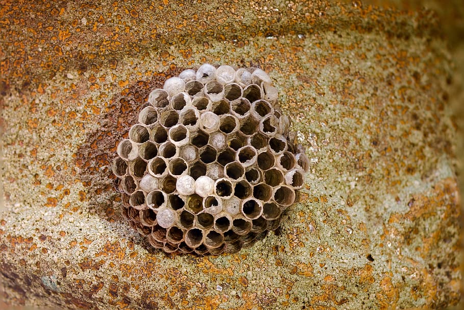 honeycomb, wasp-combs, the hive, close-up, apiculture, beehive, day, hexagon, bee, animal themes