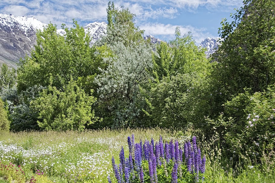 tajiquistão, khorugh, jardim botânico, planta, flores, província de mountain-badakhshan, pamir, altas montanhas, paisagem, montanhas