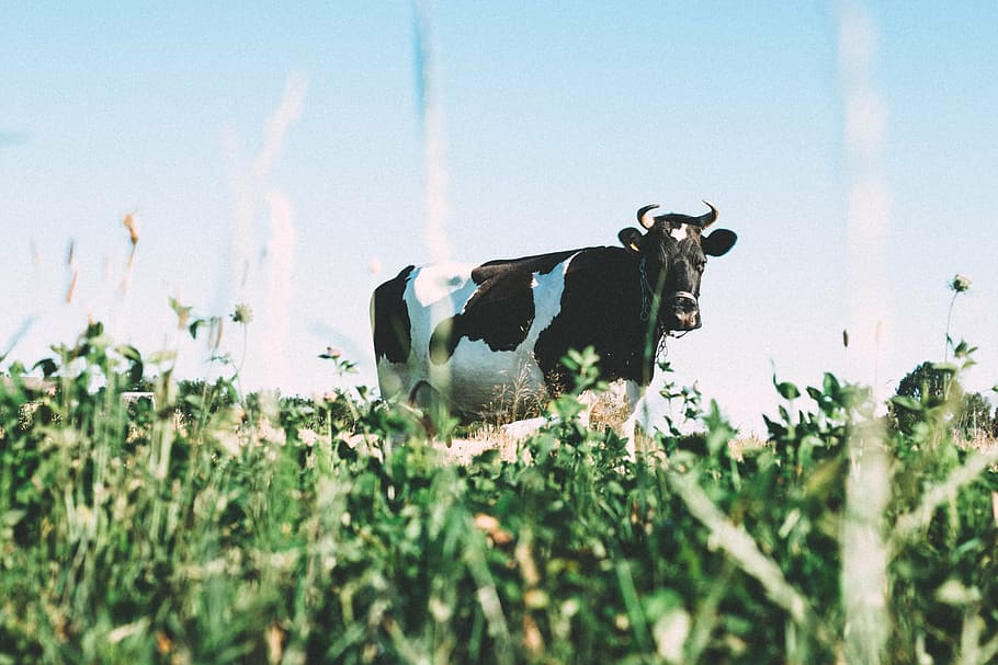 black, white, cow, green, grass field, cattle, standing, grass, daytime, animals