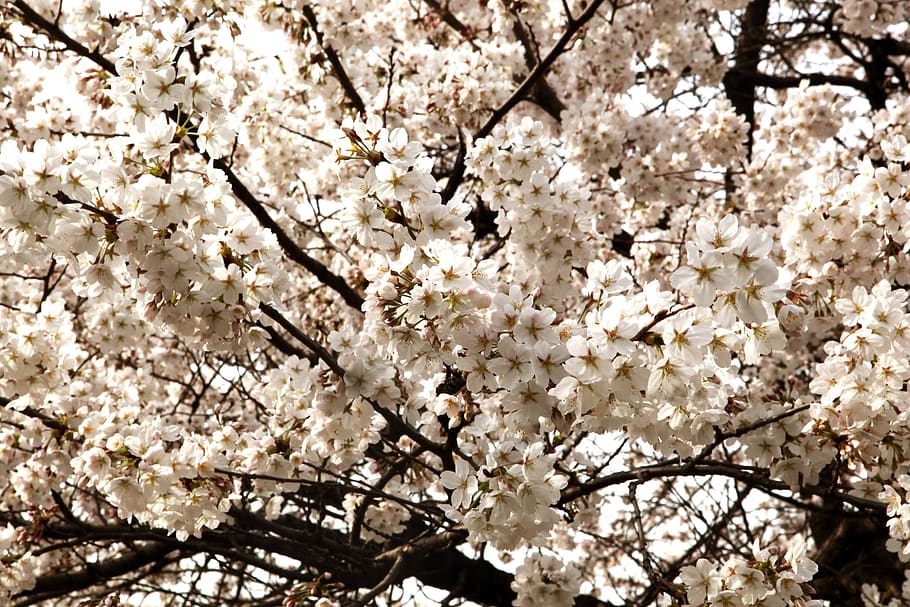 cherry blossom, flowers, april, pan focus, wood, flowering plant, flower, fragility, blossom, plant
