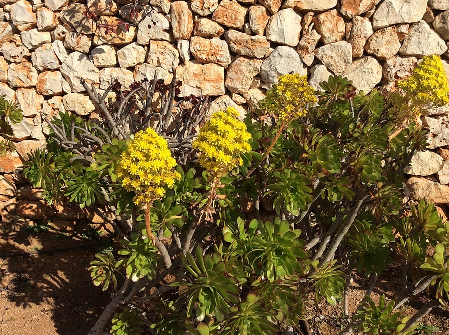 flower, generic aeonium arboreum, mallorca, stone wall, plant, growth, nature, solid, day, rock
