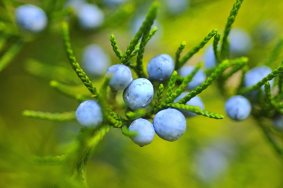 buah berry biru, berry, blackberry, blueberry, buah, dewasa, alam, cabang, close-up, kesegaran