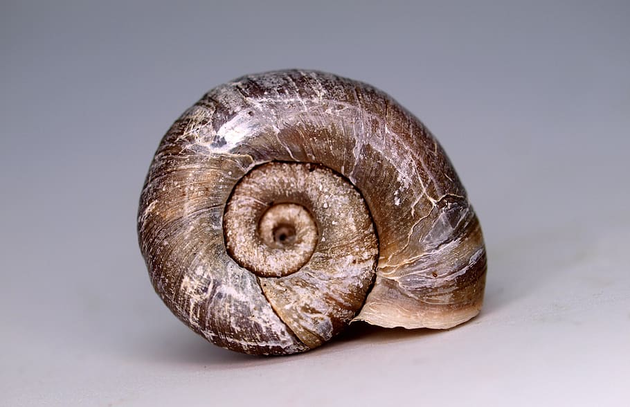 shellfish, invertebrate, snail, spiral, shell, nature, closeup, close-up, animal shell, studio shot