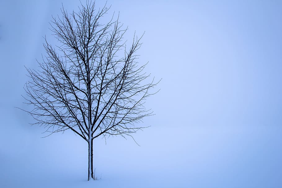 árbol en invierno, árbol, invierno, nieve, paisaje, soledad, blanco, fondos, niebla, campo