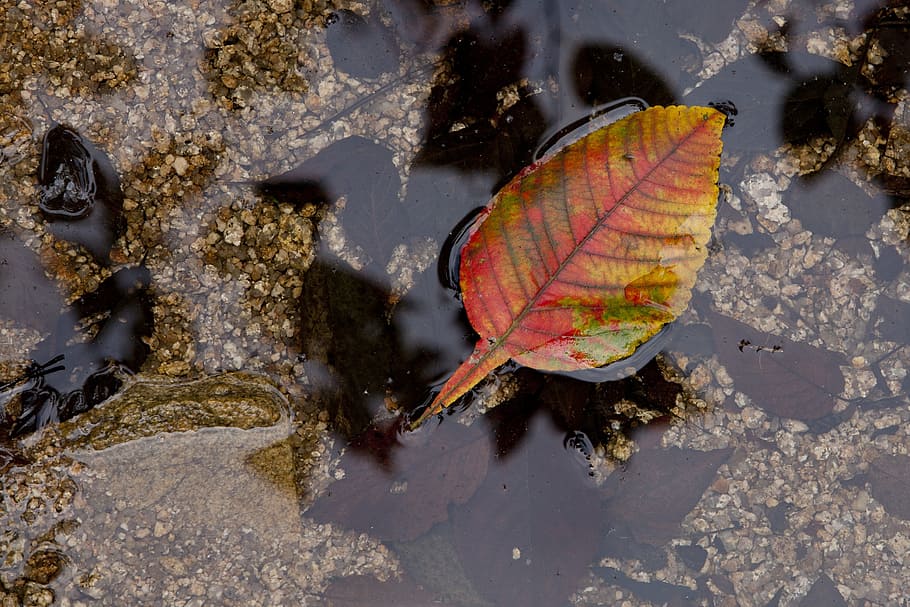 red, yellow, leaf, floating, stagnant, water, autumn, leaves, the leaves, autumn leaves