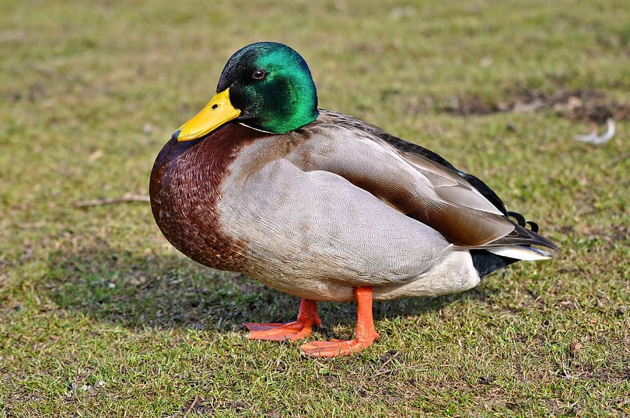 mallard duck, standing, grasses, duck, drake, bird, waterbird, animal, wildlife, male duck