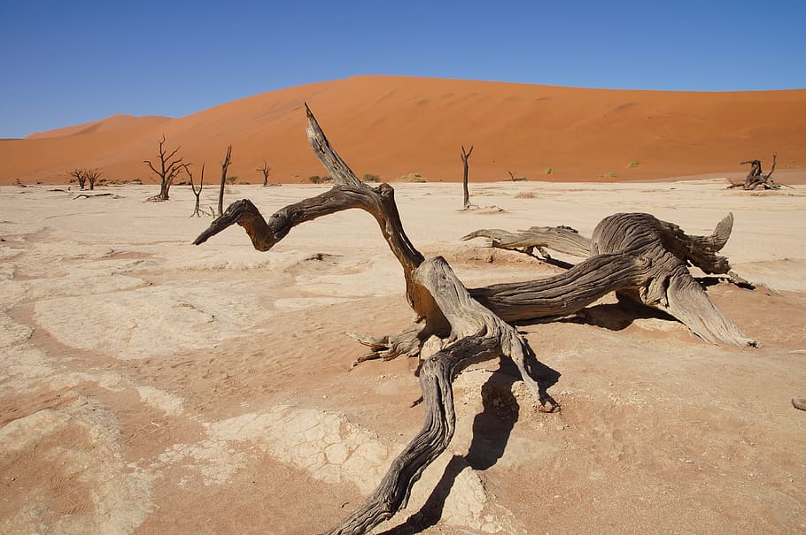 namibia, africa, namib desert, dead vlei, desert, sand, land, climate, landscape, sand dune