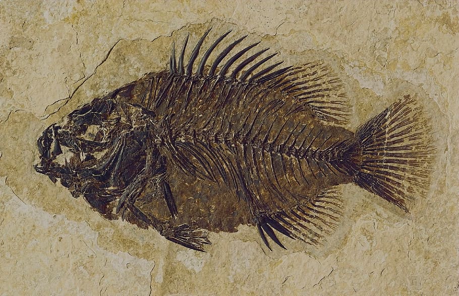 close-up photo, fish bone mural, Fossil, Fish, Stone, fossil, fish, cockerellites liops, rock, fossilized, prehistoric