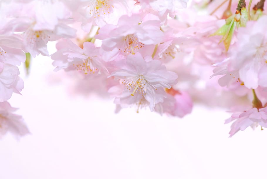 근접 촬영, 사진술, 담홍색, 꽃잎이 많은 꽃, 꽃, 봄, 벚꽃, 체리, 일본 벚꽃, 자연