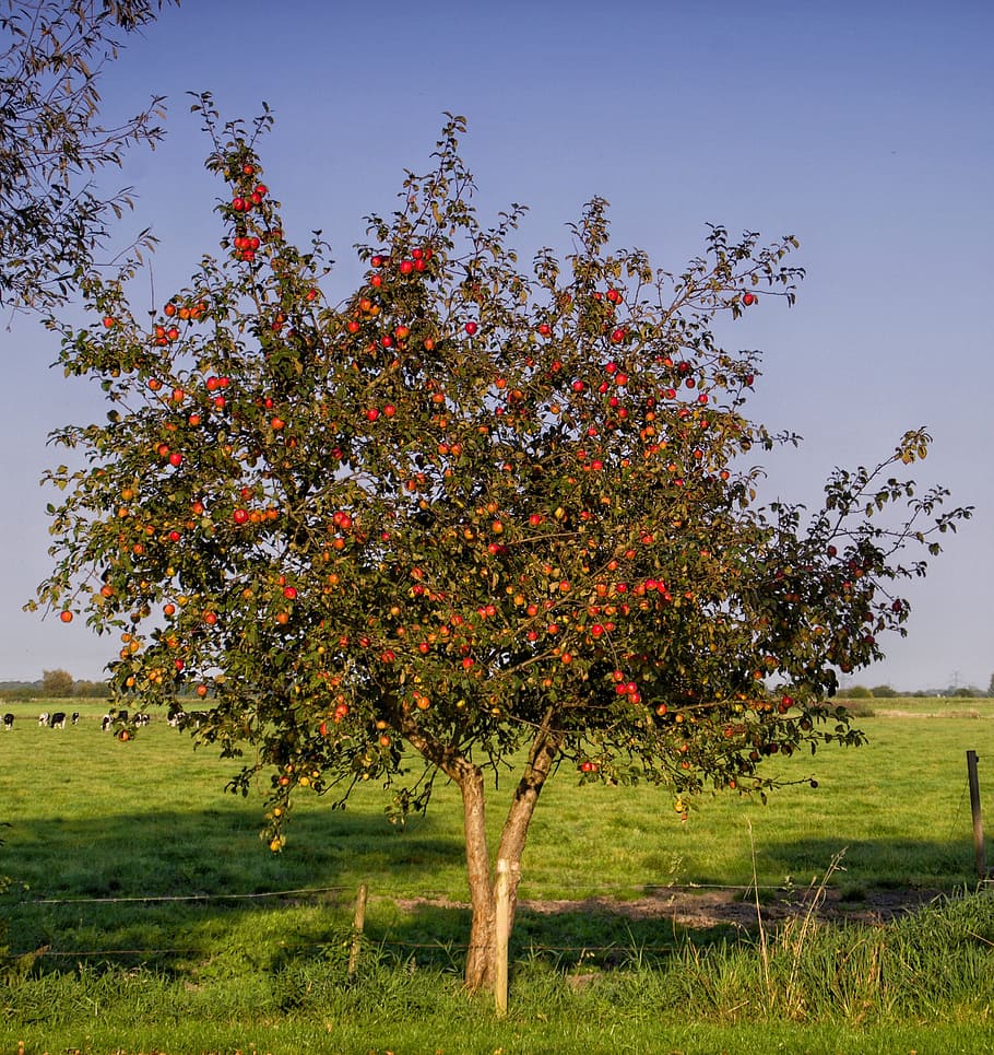 apple tree, apple, fruit, nature, autumn, harvest, tree, kernobstgewaechs, red, vitamins
