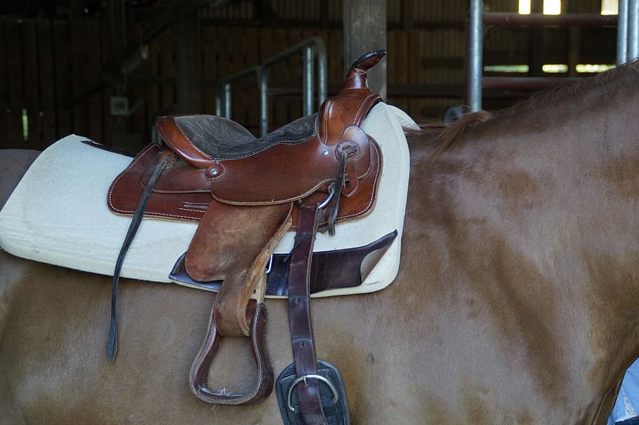 Western Saddle, Horse, saddle, saddled, ride, cowboy, western, mount, livestock, stall