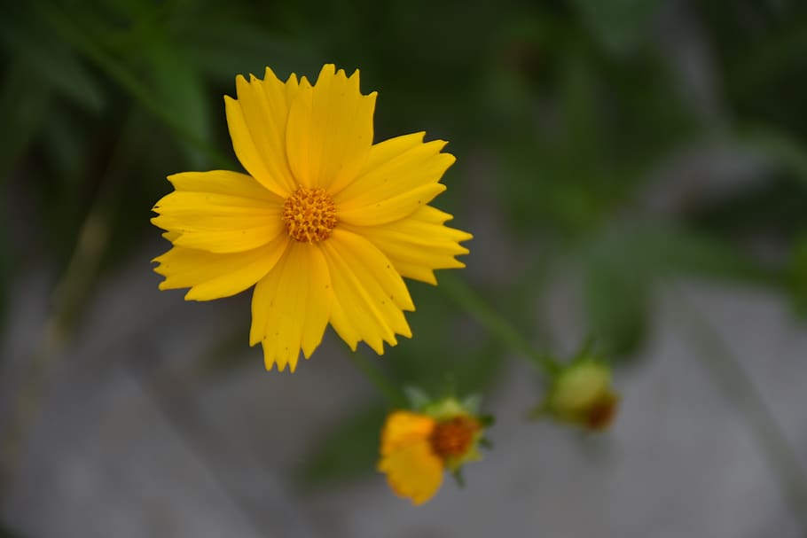flower, small yellow flowers, summer, flowering plant, yellow, freshness, vulnerability, petal, fragility, beauty in nature