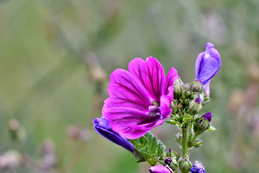 una gran malva, flores, púrpura, rosa, violeta, flora, verano, campo de  flores, Flor, planta floreciente | Pxfuel