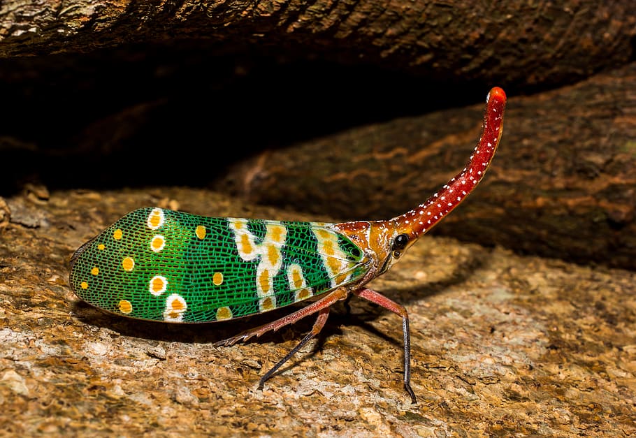 canthigaster cicada, fulgoromorpha, insect, proboscis, long, red, colorful, lantern carrier like, bill kerfe, hemiptera