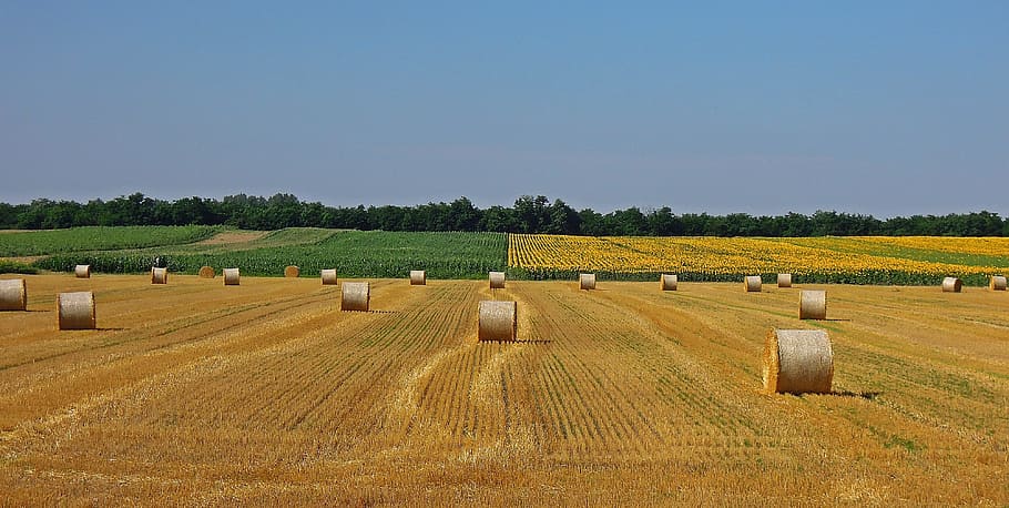 wheatfield, straw bale, agriculture, wheat field, grain, cornfield, landscape, bale, arable land, rural scene