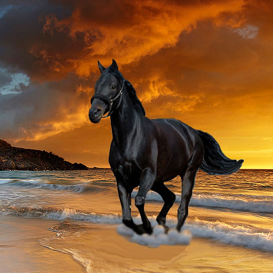 negro, semental de belleza, belleza negra, semental, caballo, animal, fotos, dominio público, cielo, mar
