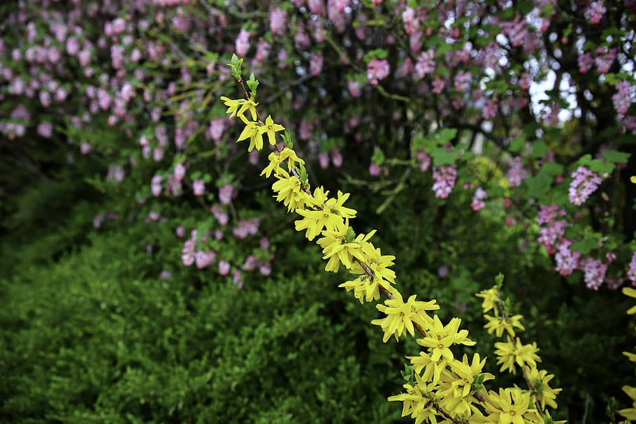 forsythia, yellow flower, spring, bloom, yellow, plant, nature, flowering plant, growth, flower