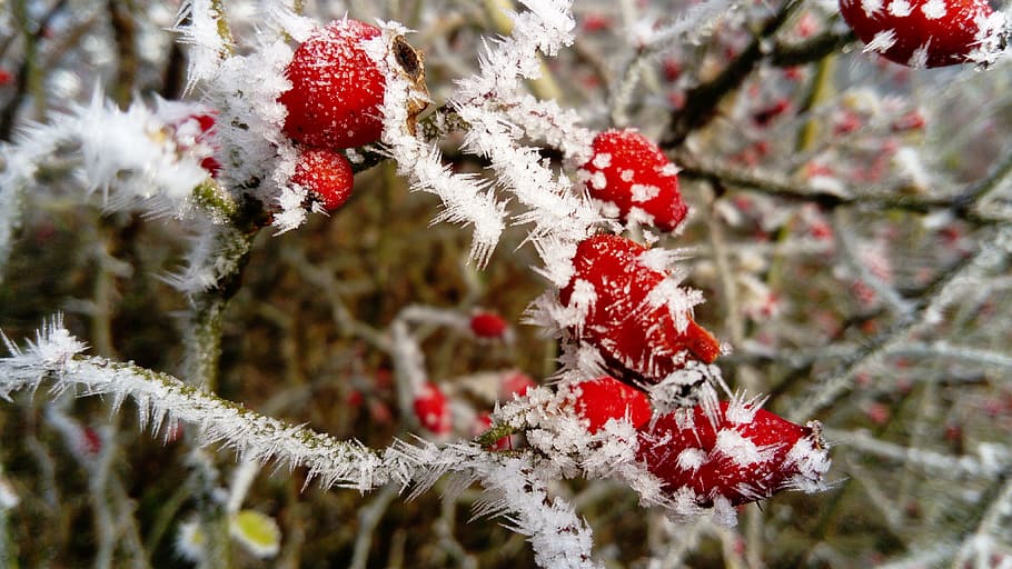 круглые красные плоды, мороз, плоды красные, дикая роза, зима, куст, замороженные, кристаллы, зимний сон, тяжелый иней