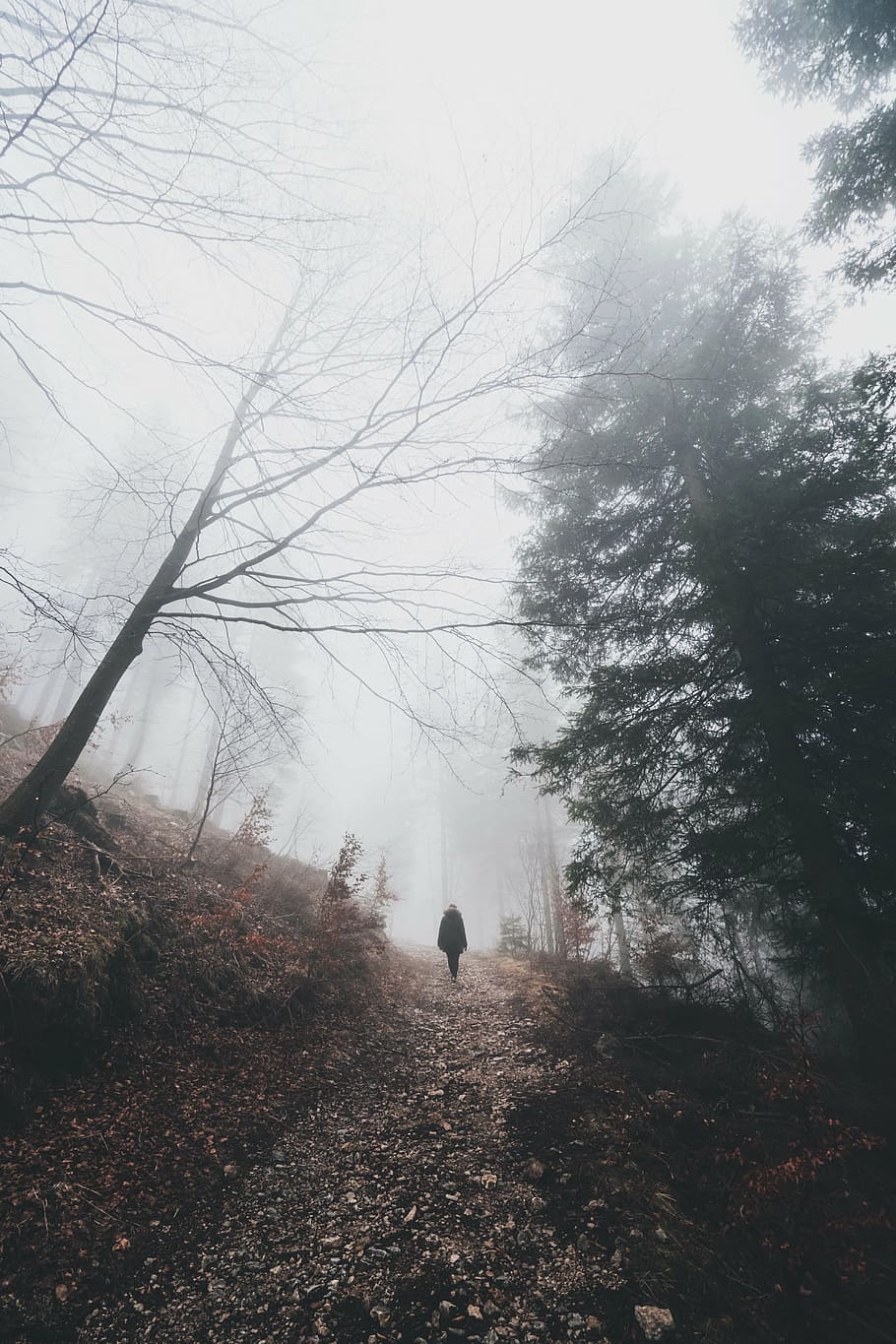 man, walking, trees, dawn, people, travel, adventure, woods, forest, mountain