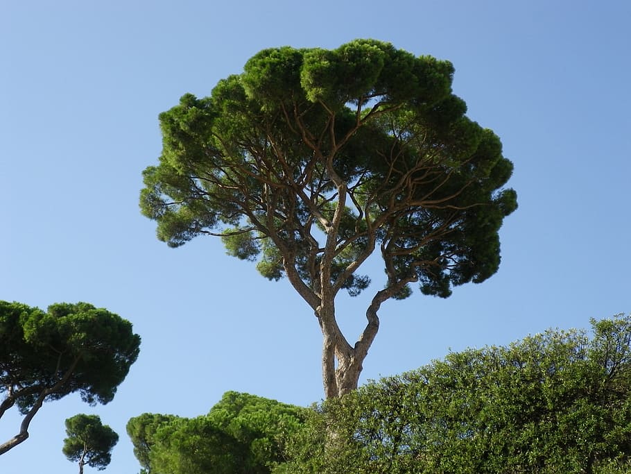 緑の木々, 木, 松, 地中海, 空, ローマ, 植物, 成長, 自然の美しさ, 緑の色