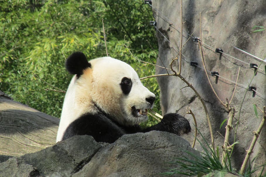 panda, beruang, hewan, porselen, binatang menyusui, kebun binatang, imut, bambu, putih, hitam