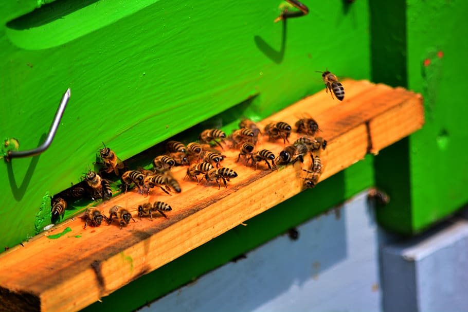 Lebah Madu, Lebah, Penjaga, sarang lebah, serangga, tema hewan, hewan di alam liar, warna hijau, satwa liar hewan, invertebrata