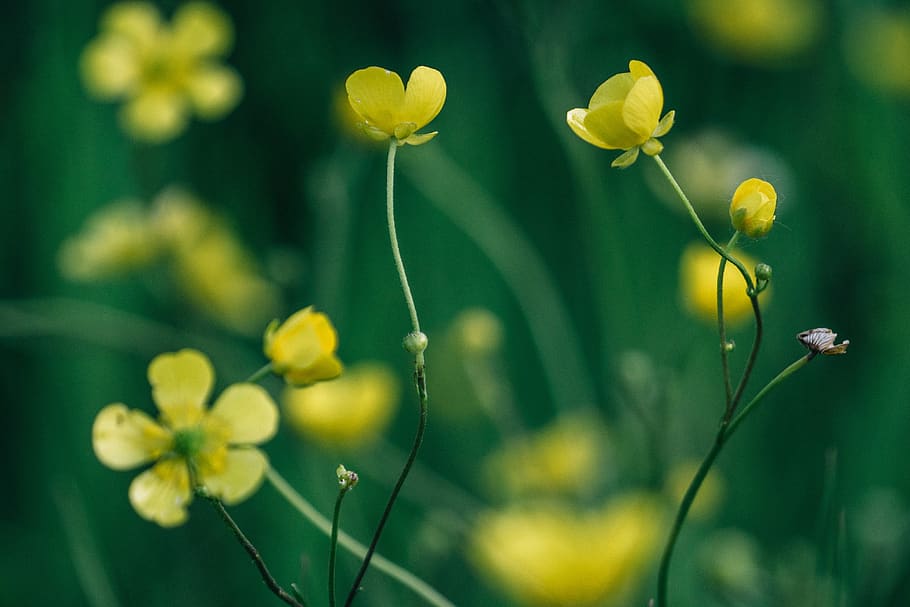 green, plant, yellow, flower, nature, garden, outdoor, flowering plant, beauty in nature, freshness