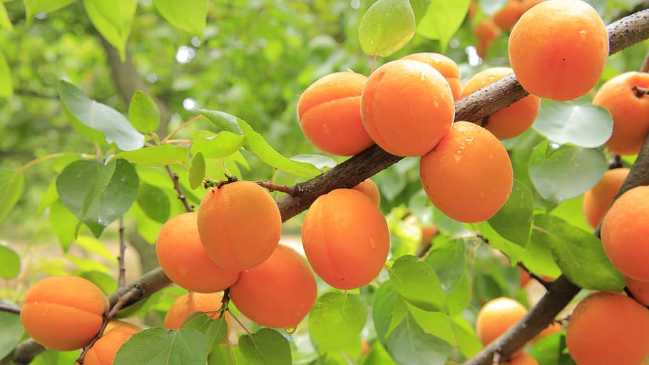 peach fruit, tree branch, peaches, peach, fruit, rain, water drops, yellow, apricots, apricot
