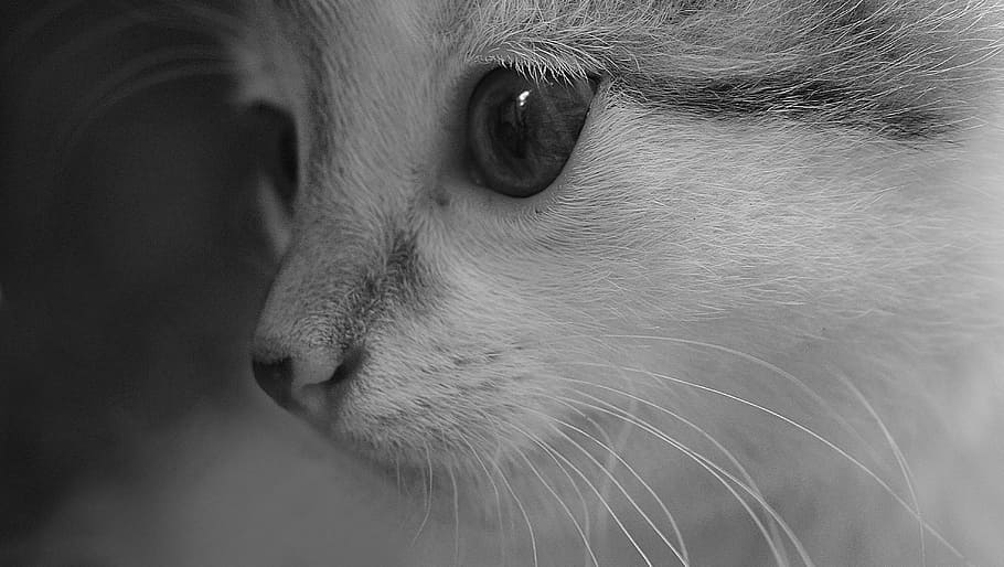 grayscale shot, kitten, cat, animal, love, pet, care, happy, together, funny