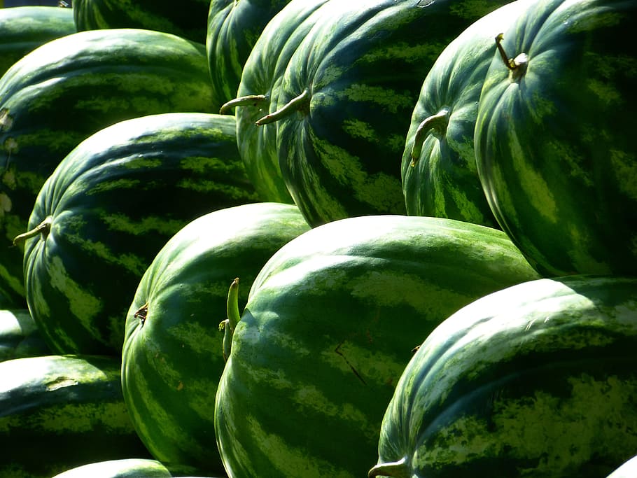 watermelon lot, melons, water melons, fruit, green, watermelon, green color, healthy eating, food and drink, food