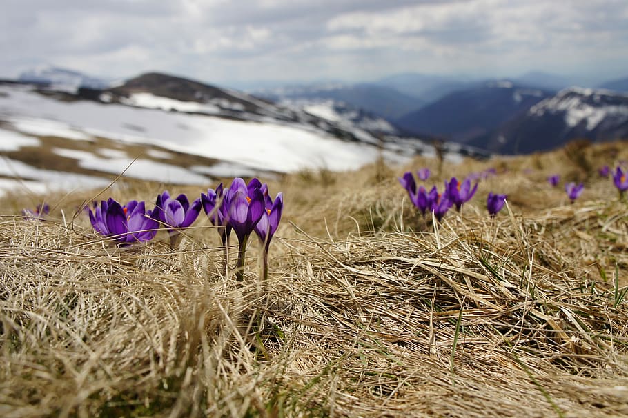 purple, petaled flower, glacier mountain, daytime, flower, glacier, mountain, nature, landscape, summer