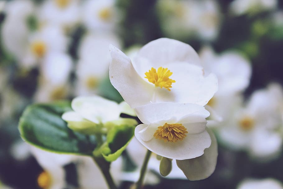 Fotos begonia blanca libres de regalías | Pxfuel
