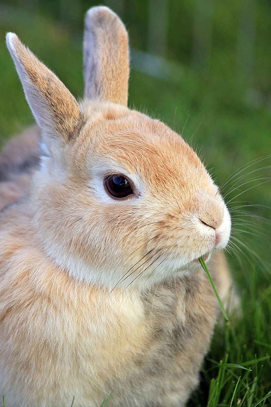 close-up photo, beige, rabbit, eating, grass, dwarf rabbit, dwarf bunny, hare, animal world, easter